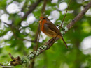 Robin - Rudzik